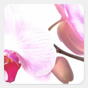 Aziza Orchid Blossoms Quadratischer Aufkleber