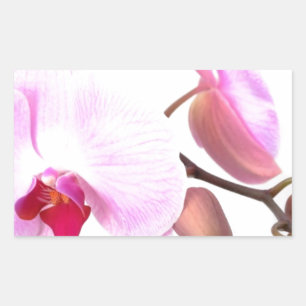 Aziza Orchid Blossoms Rechteckiger Aufkleber