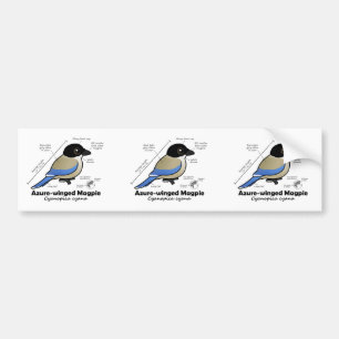 Azurblau-winged Elster-Statistiken Autoaufkleber