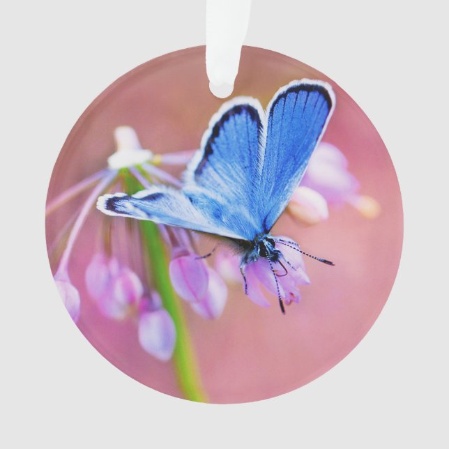 Azurblauer Schmetterling Ornament (Vorderseite)