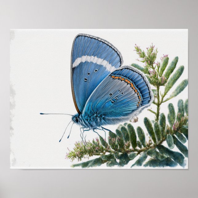 Azure Blue Butterfly Art Print Poster (Vorne)