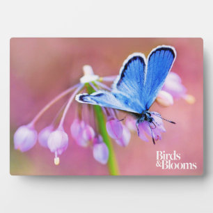 Azure Butterfly Fotoplatte
