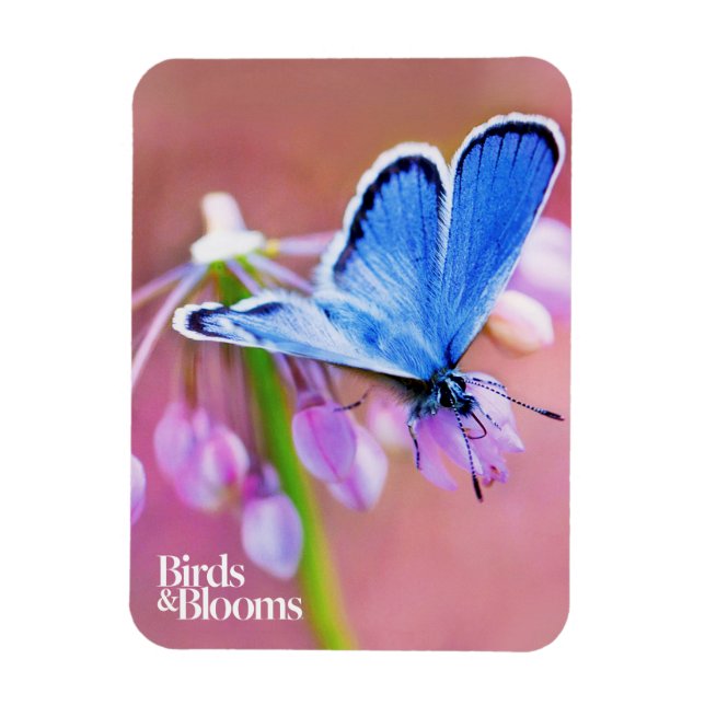 Azure Butterfly Magnet (Vertikal)
