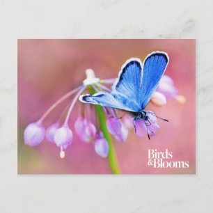 Azure Butterfly Postkarte