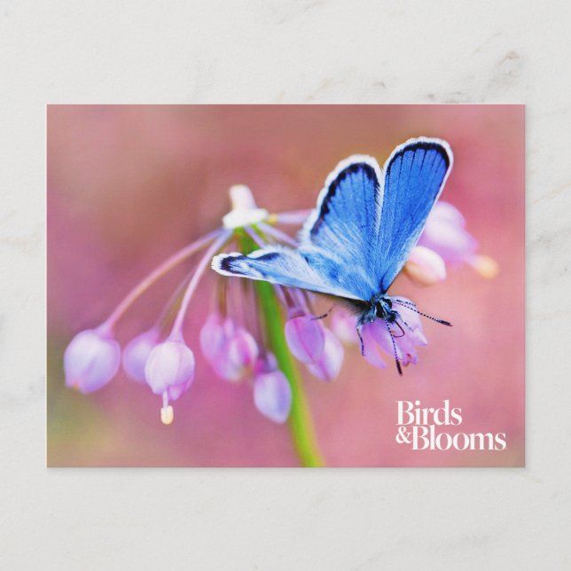 Azure Butterfly Postkarte (Vorderseite)