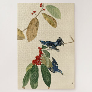 Azure (Cerulean) Warbler, Audubon Birds of America