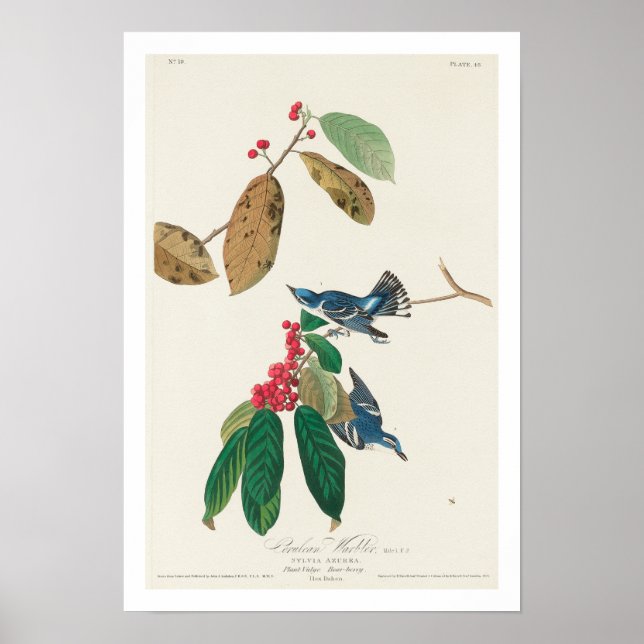 Azure Warbler von Audubon Poster (Vorne)