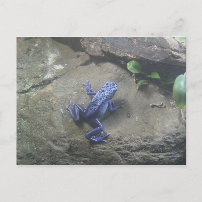 Azureus Giison Dart Frog Postkarte (Vorderseite)