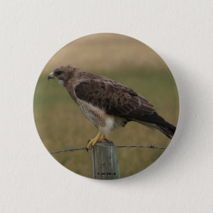 B10 Swainsons Bussard Button