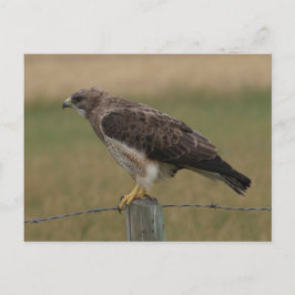 B10 Swainsons Hawk Postkarte