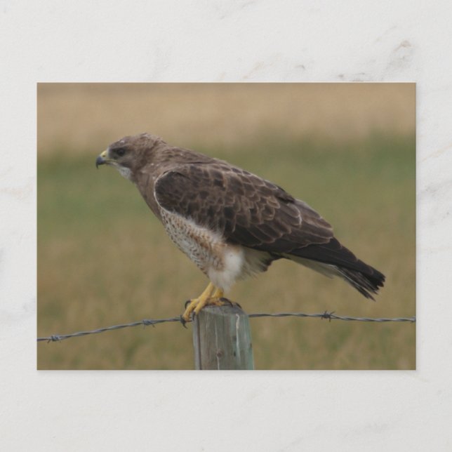 B10 Swainsons Hawk Postkarte (Vorderseite)
