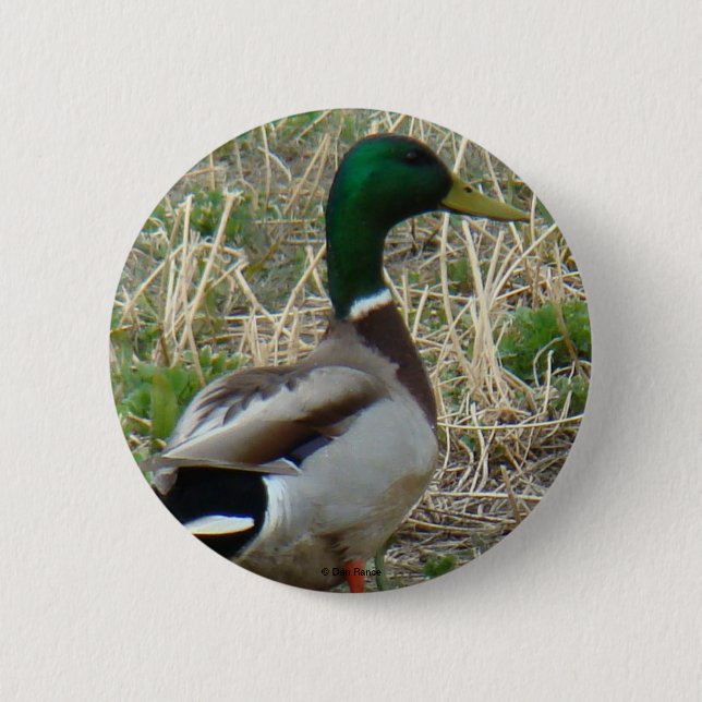 B12 Mallard Duck Drake Button (Vorderseite)