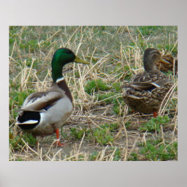 B12 Mallard Ducks Pair Poster