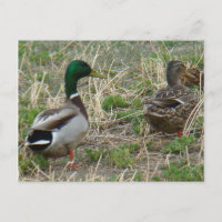 B12 Mallard Ducks Pair