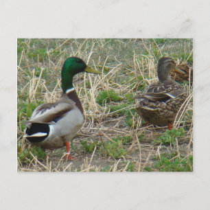 B12 Mallard Ducks Pair Postkarte