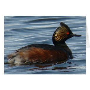 B13 Eared Grebe