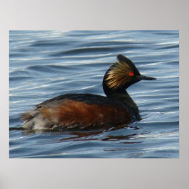B13 Eared Grebe Poster