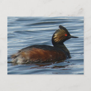 B13 Eared Grebe Postkarte