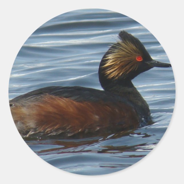 B13 Eared Grebe Runder Aufkleber (Vorderseite)