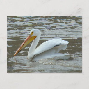 B14 Weißer Pelikan auf schlammigem Fluss Postkarte