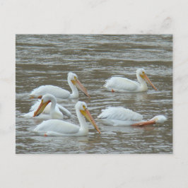 B16 Weiße Pelikane auf dem Muddy River Postkarte