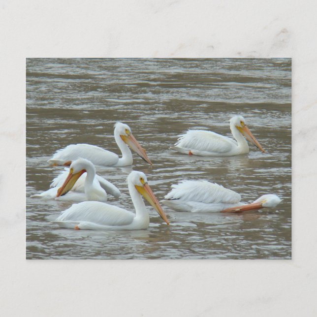 B16 Weiße Pelikane auf dem Muddy River Postkarte (Vorderseite)