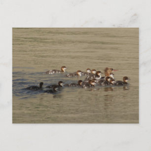 B17 Merganser Duck and Ducklings Postkarte