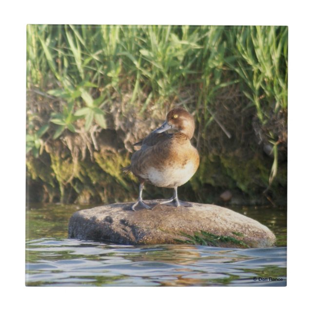 B18 Kleinere Prüfung Fliese (Vorderseite)