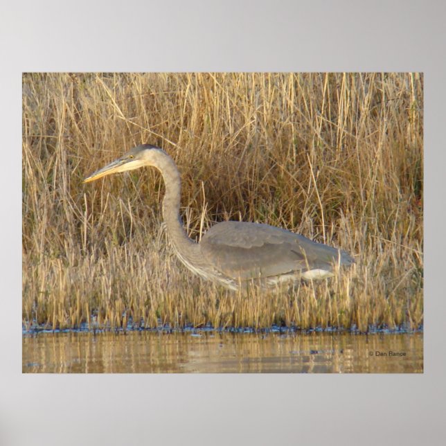 B19 Juvenile Great Blue Heron Poster (Vorne)