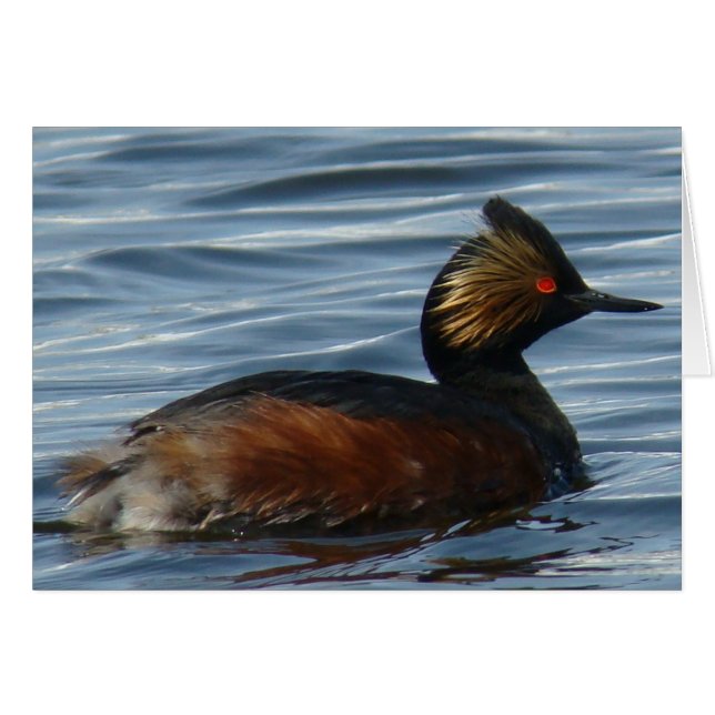 B1 Eared Grebe (Vorderseite (Horizontal))