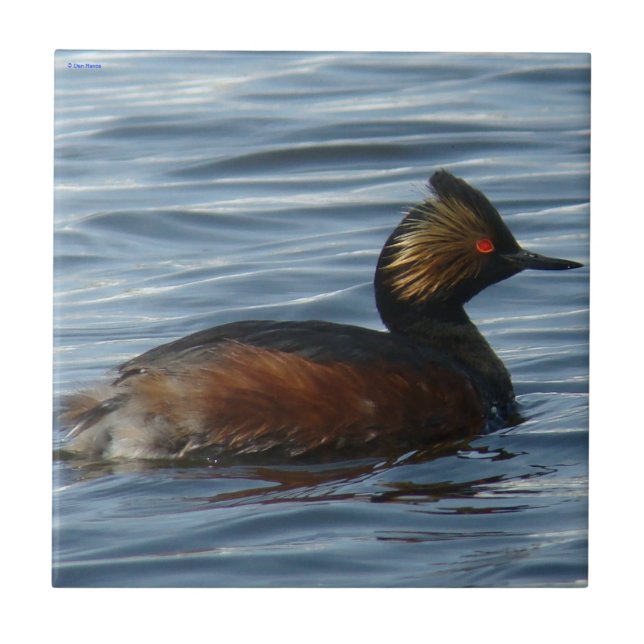 B1 Eared Grebe Fliese (Vorderseite)