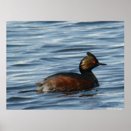 B1 Eared Grebe Poster