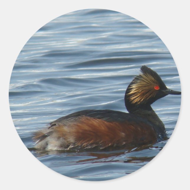 B1 Eared Grebe Runder Aufkleber (Vorderseite)
