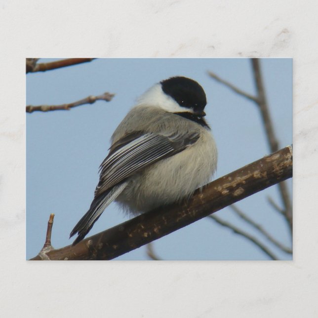 B21 Black Capped Chickadee Postkarte (Vorderseite)