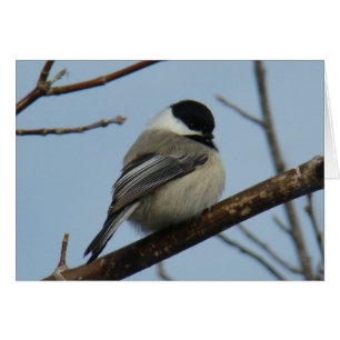 B21 Mésange à tête noire