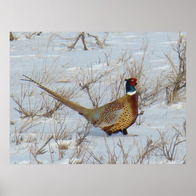 B22 Ring-Necked Pheasant Poster (Vorne)