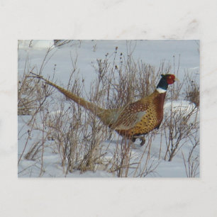 B23 Halsbandfasan im Schnee Postkarte
