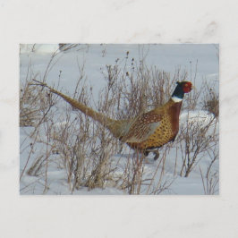 B23 Ringhalsblume im Schnee Postkarte
