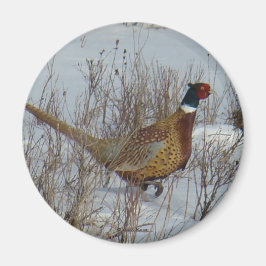 B23 Ringhalsblume Magnet