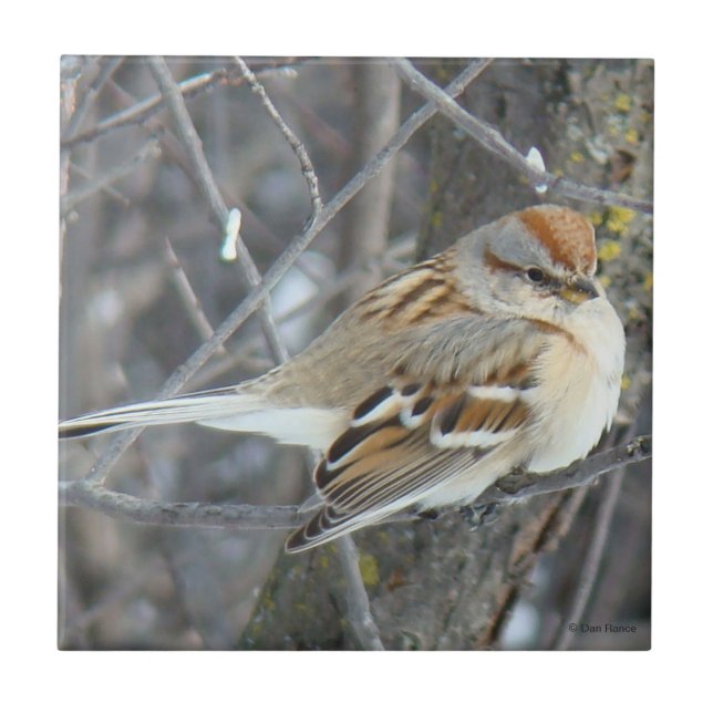 B24 Gemeiner Sparrow Fliese (Vorderseite)