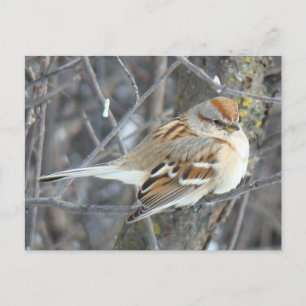 B24 Haussperling Postkarte