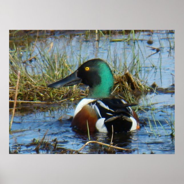 B25 Northern Shoveler Drake Poster (Vorne)