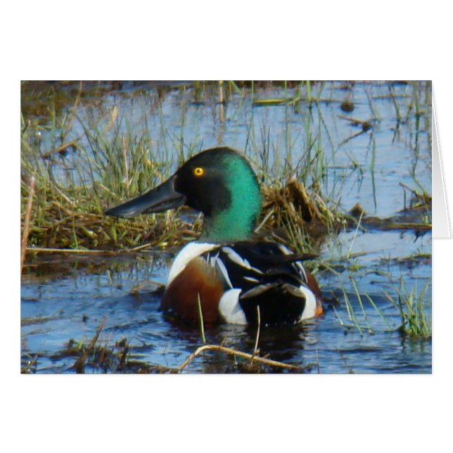 B25 Northern Shoveler Duck (Vorderseite (Horizontal))
