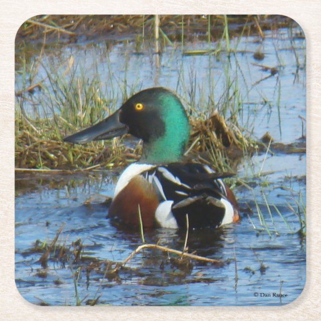 B25 Northern Shoveler Rechteckiger Pappuntersetzer (Vorderseite)