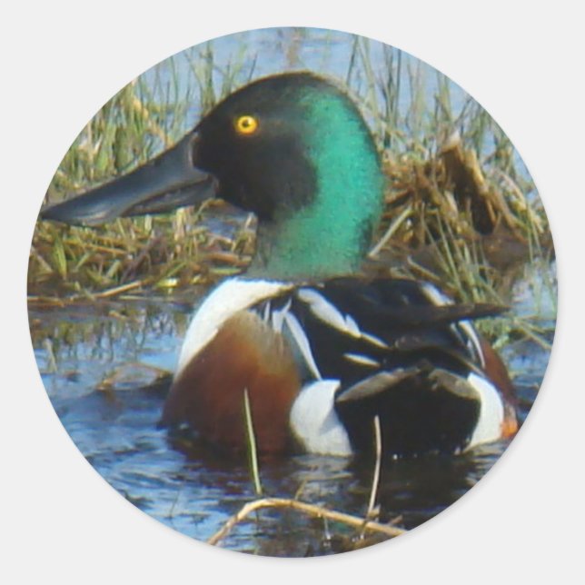 B25 Northern Shoveler Runder Aufkleber (Vorderseite)