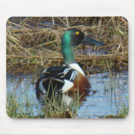 B26 Northern Shoveler Drake Mousepad