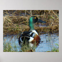 B26 Northern Shoveler Drake