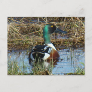 B26 Northern Shoveler Drake Postkarte
