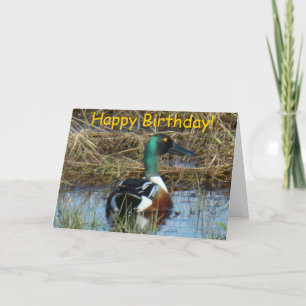 B26 Northern Shoveler Ente Karte