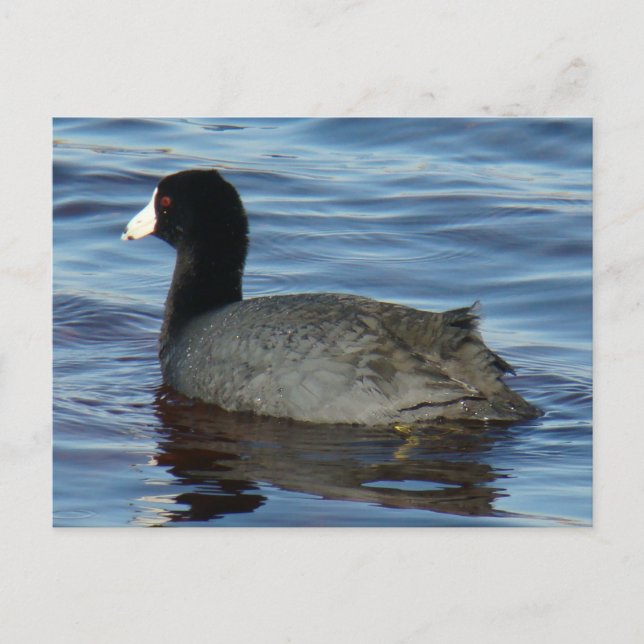 B27 Blässralle Postkarte (Vorderseite)